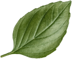 Home Page Leaf Image